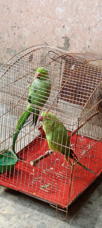 Parot for sale pair h