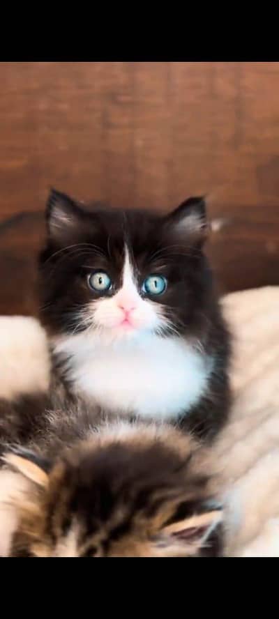 Persian kitten triple long coat and littler Trend/0331/7823482/