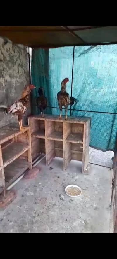 2 female aseel urgent for sale 8 month age female are not for sale