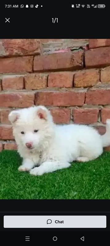 Russian puppy dog for sale only Whatsapp number 03327945291