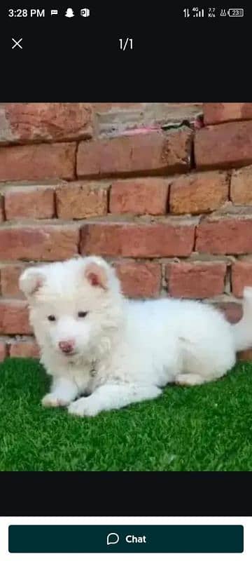 Russian puppy dog for sale only Whatsapp number 03327945291