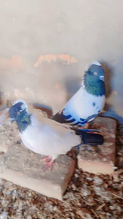 best pair good pair nice pair