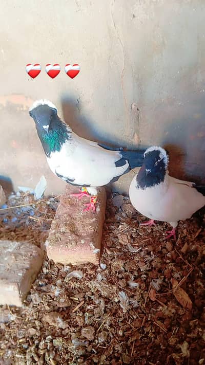 best pair good pair nice pair