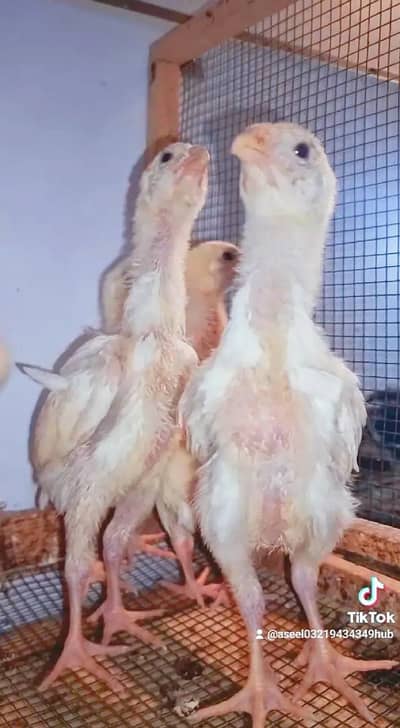 Aseel Shamo | White Shamo | White Thai | Dragon | Panus Pakoya Chicks