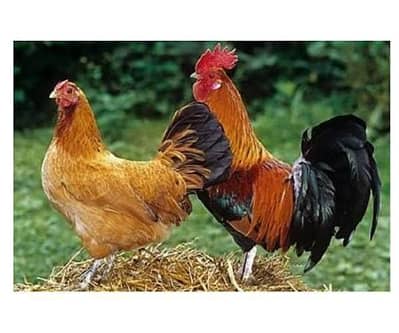 Desi Andy wali murghiya ghr ki