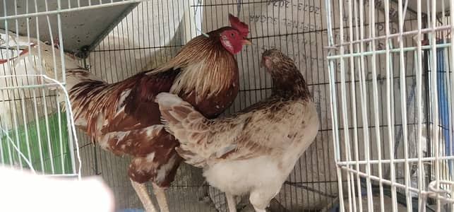 Beautiful hen pair available for sale