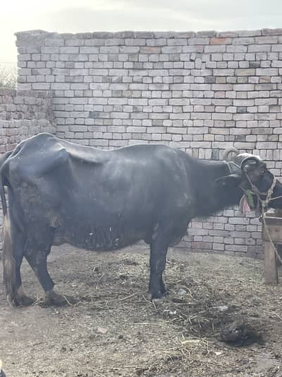 Bhens hai manjh +kata +4 kg milk