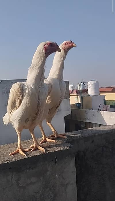 O Shamo Female Hen For Sale