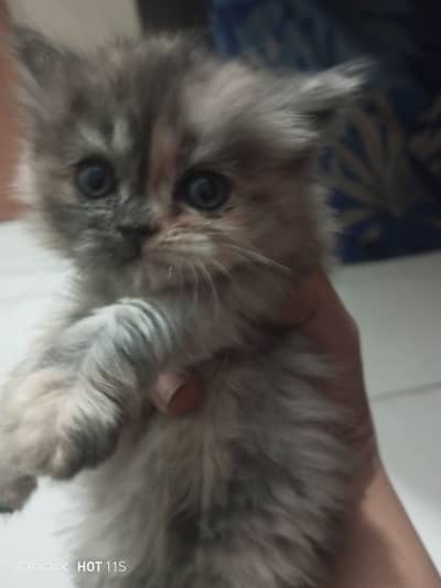 Pure Persian kitten