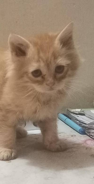 Persian kittens , 2 month age