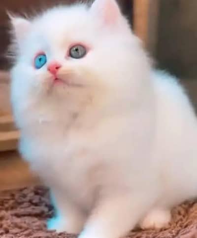 Persian female kitten for sale. my WhatsApp number 0320*24-100*47