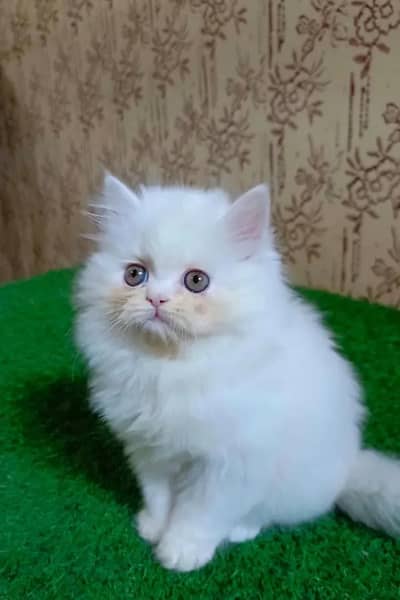 Persian female kitten for sale. my WhatsApp number 0320*24-100*47