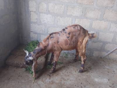 12 month ka Hain anddu bakra full masti me