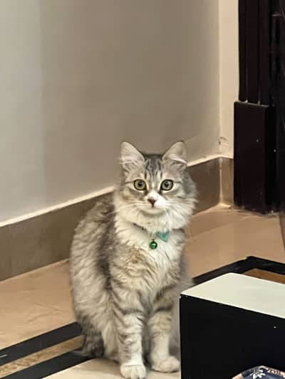 Beautiful Double Coated Persian Female Cat for Sale