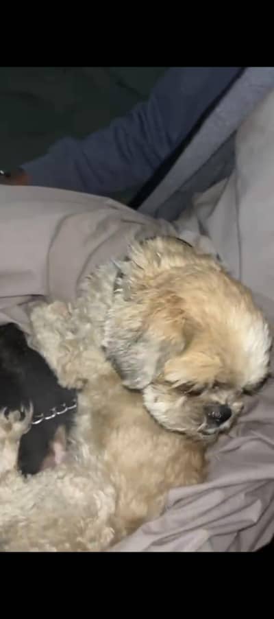 SHITZU MALE FOR URGENT SALE ONLY REASON I HAVE TO PAY SOMEONE