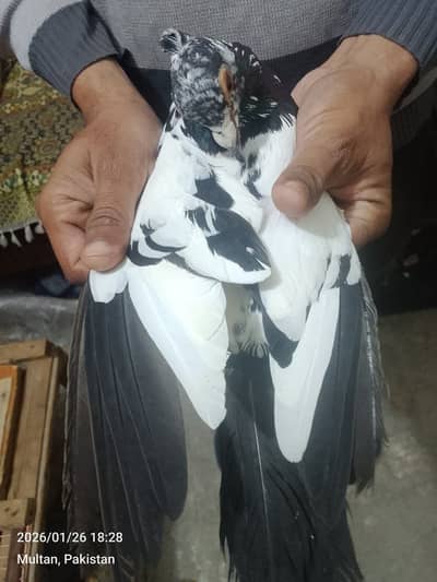 Black cherry kalyra breeder pair