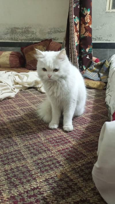 pair hai aur age donon ki 12-12 hai aur 03281221649