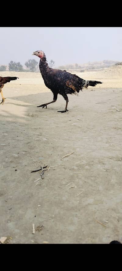 turkey Bird female for sale