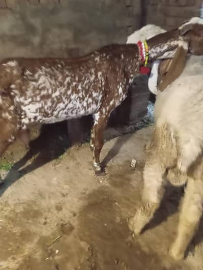 pour makhi chini 03141446467