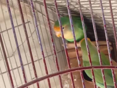 Cream Peached-Face love birds for sale 0332-3416177 watsapp.