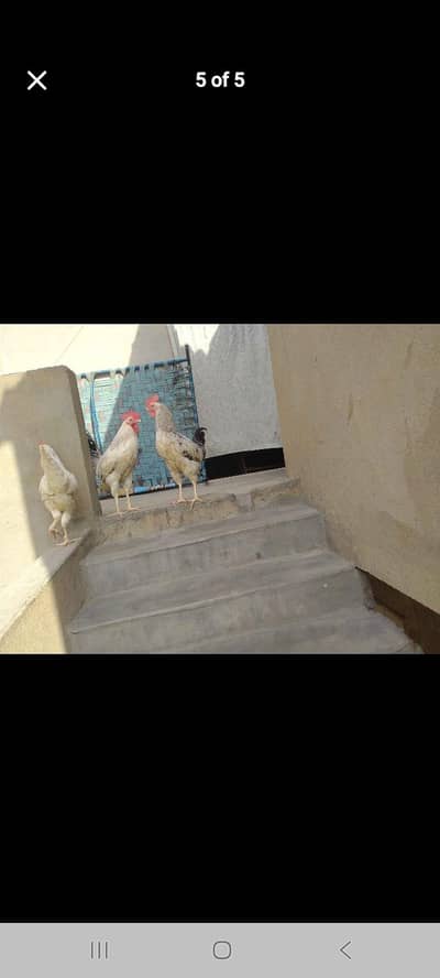 3 misri male healthy and active for sell