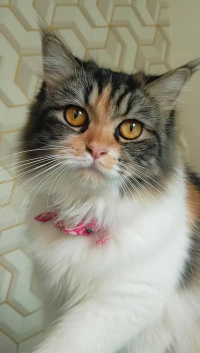 Persian triple Cotid male and female Cats