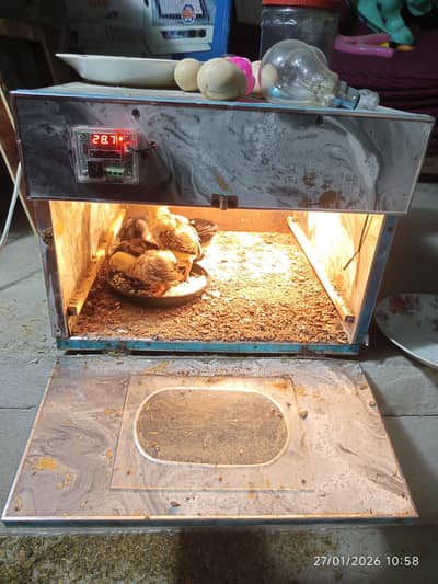 incubator dor sale