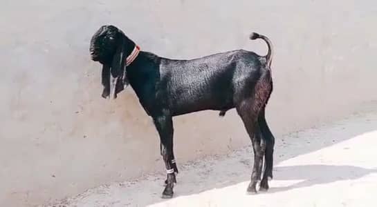 Bakra for sale call me _03221442364