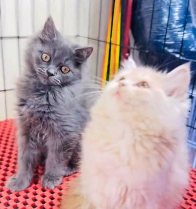 Persian cat kitten for sale my WhatsApp 03493839133