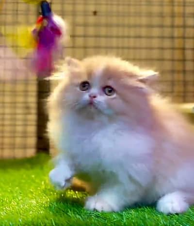 Persian | Cat baby | kittens | fluffy Low price   0Ʒ458786ᴥ୨7 ωᗩŤ$P
