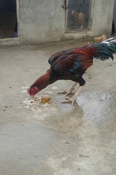 aseel murgha for sale