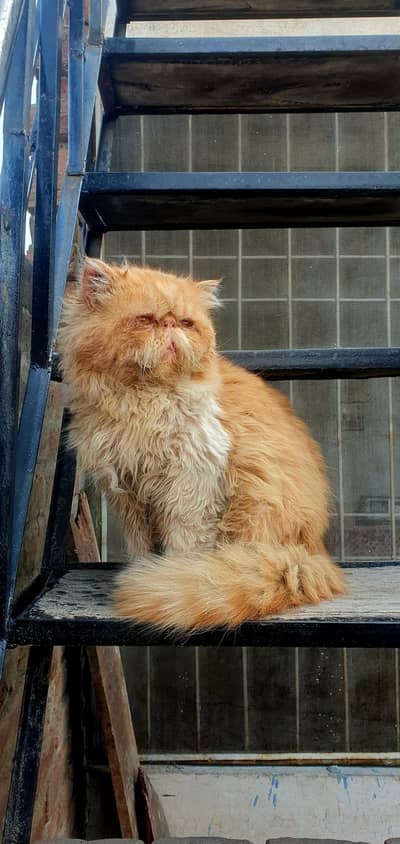 pure persian piki male