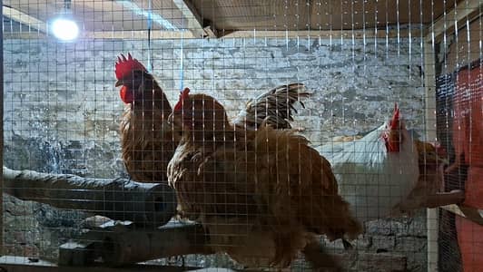 Golden Buff Male Female