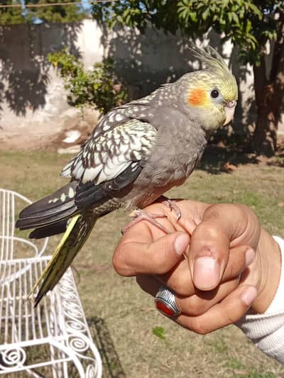 hand taim cocktail  urgent sale contact num 03065482407