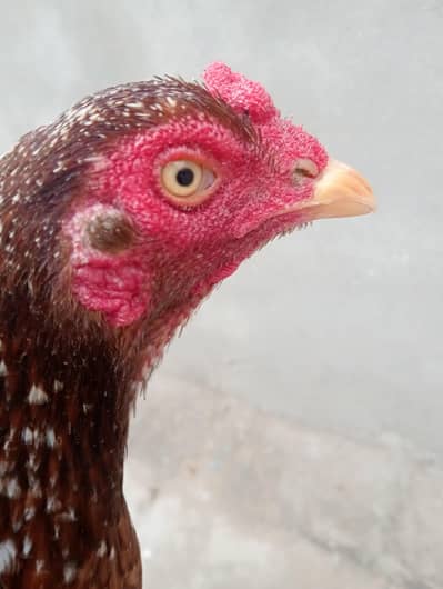 Pure Mianwali female Sale 6000