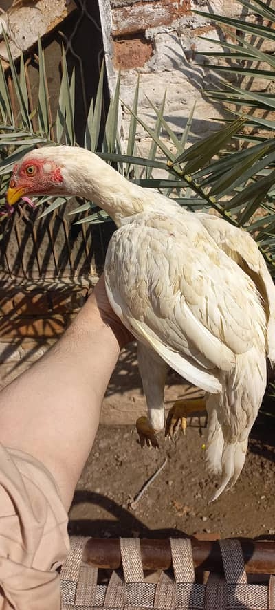 aseel hera pair for sake