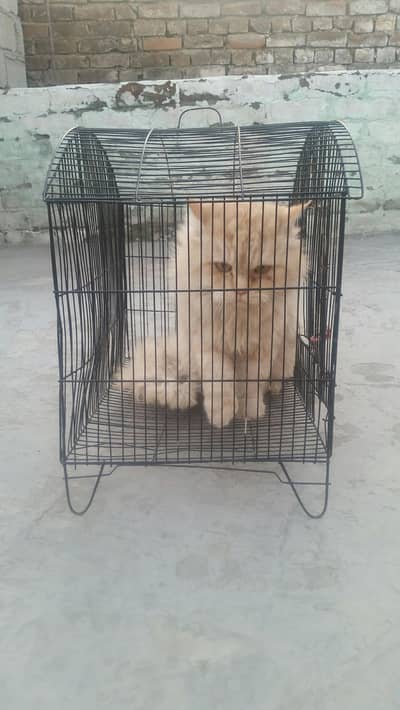 Pershan Male cat for salei 03135701595 5500 03135701595