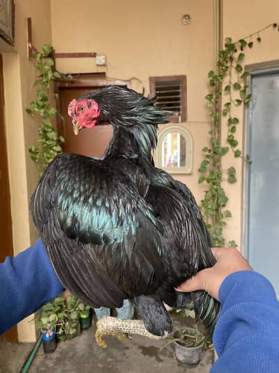 Pure Thai aseel male