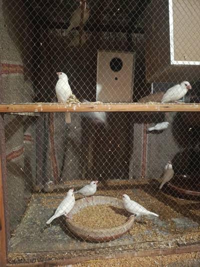 Jawa Cololy For sale