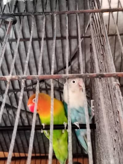 love  birds