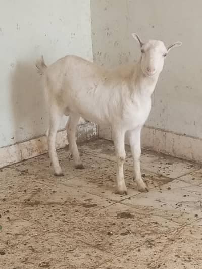 teddi bakra 1 year breeder