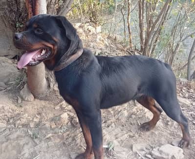 stud avlaible rott male heavy quailty