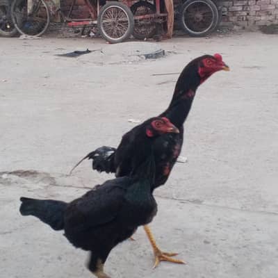 Pakistan+Thai breed Aseel