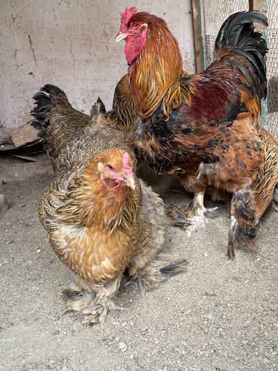 3 female 1 male golden Buff 0.3. 0.0. 1.2. 3.7. 6.3. 3.