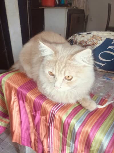 Pair of same color cats