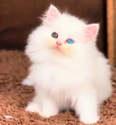 Quality Persian Punch Face Cats & Kittens 03097962675 WhatsApp