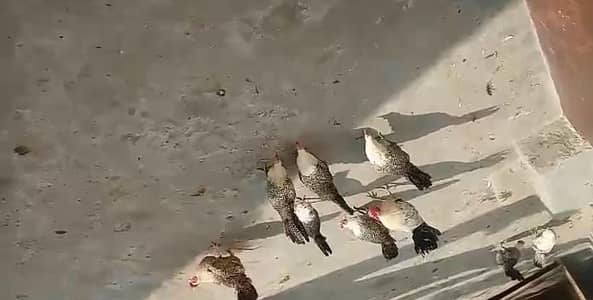 pure Fayumi hens for salwe