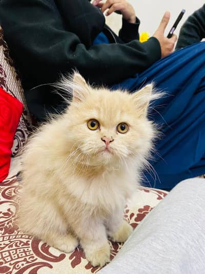 Persian cat for sale