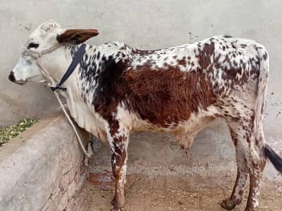 wacha/katta/bulls/cow/buffelow/vera