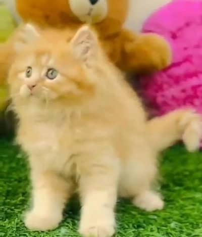 Quality Persian Punch Face Cats & Kittens 03097962675 WhatsApp